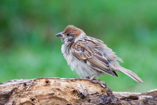 Eurasian Tree Sparrow bird sitting on perch.