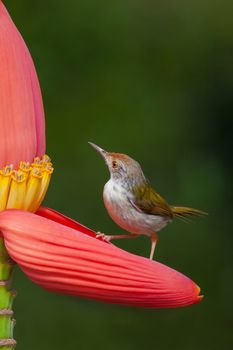 Common Tailorbird bird standing on banana flower