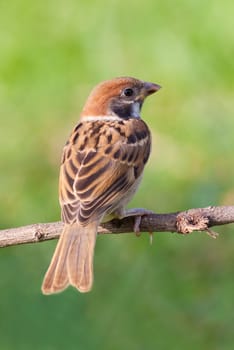 Eurasian Tree Sparrow bird sitting on branch.