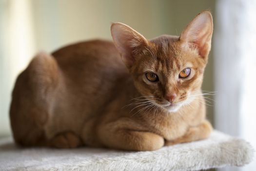 Abyssinian cat photographed in close-up