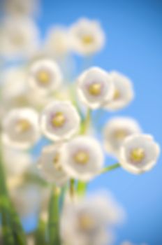 Blurred background lily of the valley