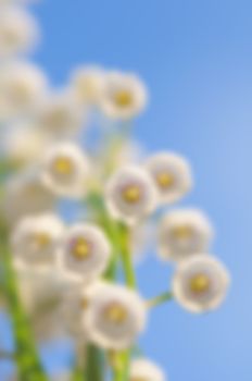 Blurred background lily of the valley