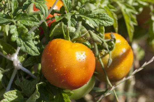 Ripe organic yellow tomatoes in garden