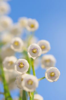  Lily of the valley on blue background