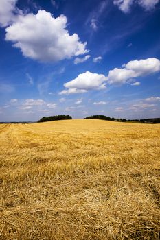  an agricultural field on which ripened wheat was harvest