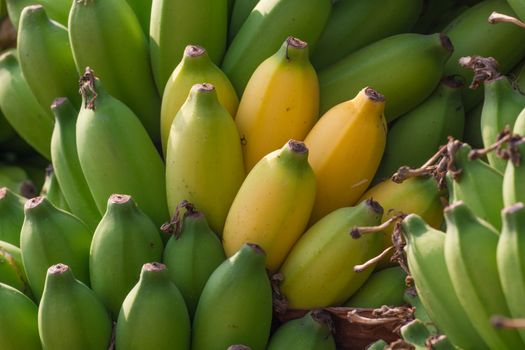 Bunch of bananas on a banana plantation in India