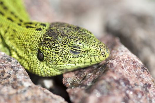 Sand lizard (Lacerta agilis) male during mating season close up