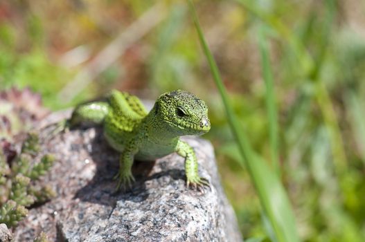 Sand lizard (Lacerta agilis) male during mating season