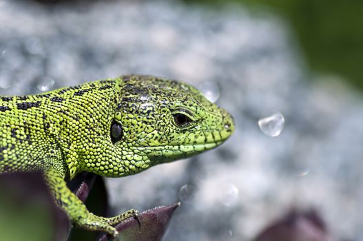 Sand lizard (Lacerta agilis) male during mating season close up