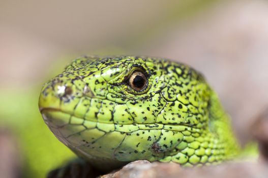 Sand lizard (Lacerta agilis) male during mating season close up