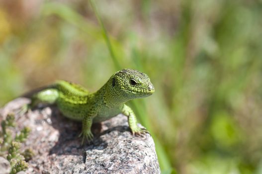 Sand lizard (Lacerta agilis) male during mating season