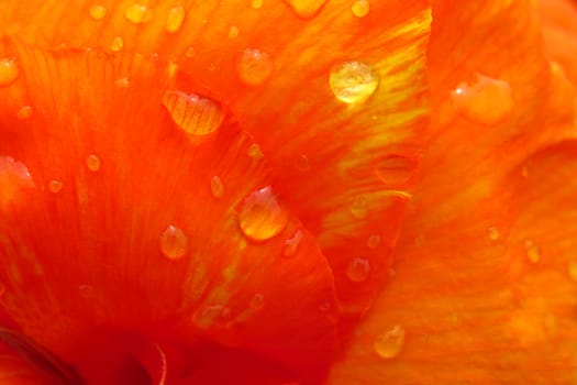 A background with raindrops fallen on the petals of an orange red colored flower.                               