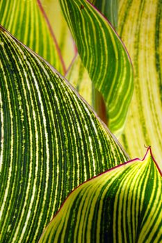 A background with an abstract video of green leaves with stripes of a tropical plant.                               