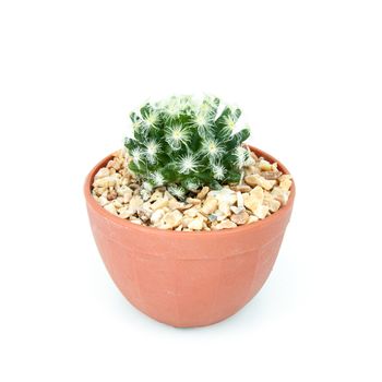 Cactus Isolated On White Background