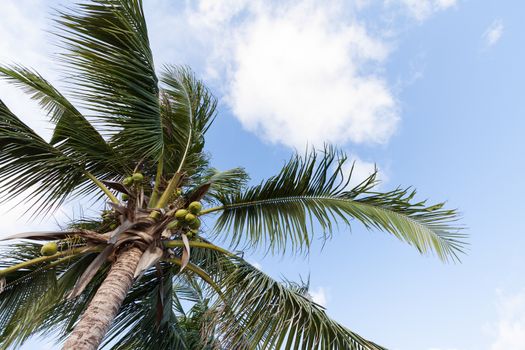 A palm tree of coconut in blue sky