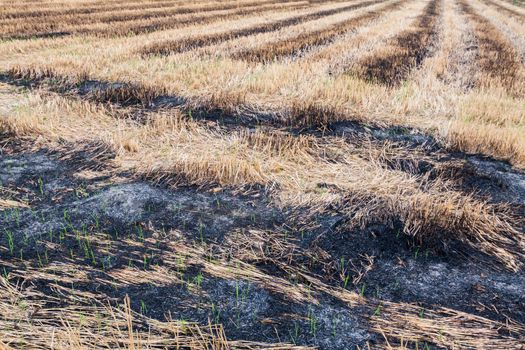 Farmers are burning accident fields.