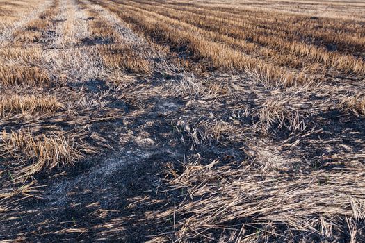 Farmers are burning accident fields.