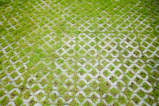 Concrete floor with green grass