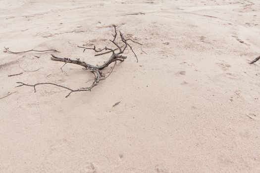 Dead wood on Sand