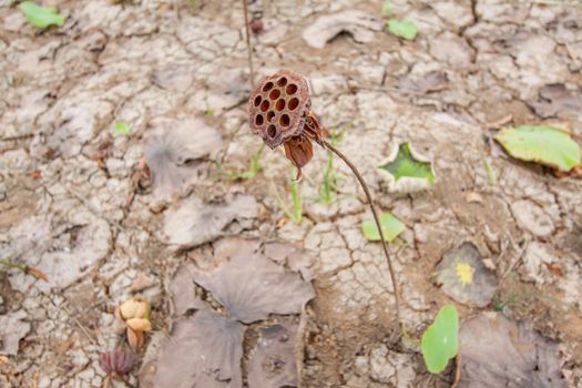 Dry lotus,lotus flower spring tropical up.