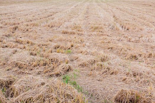 Farmland with straw and stubble