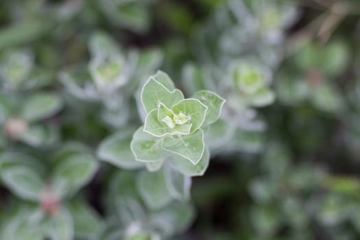 fresh leaves