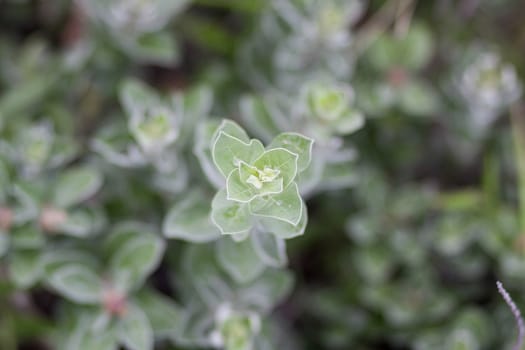 fresh leaves background