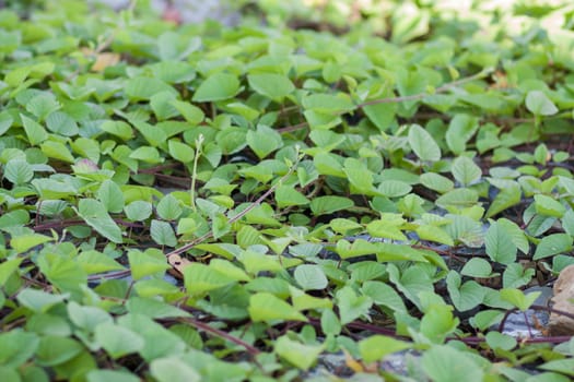 green  ivy background