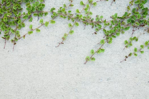 Green Creeper Plant on white wall