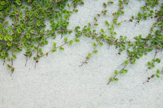 Green Creeper Plant on white wall