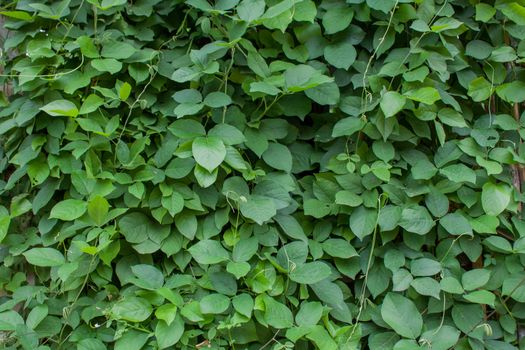 Green leaf background