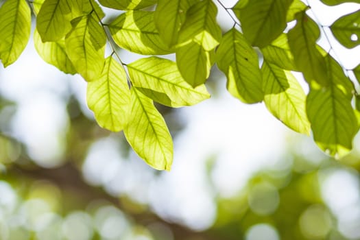 Green leaves and branches plant background