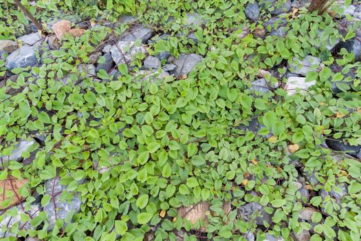 Green leaves and stone background