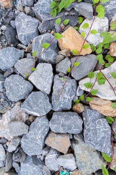 Green leaves and stone background