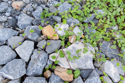 Green leaves and stone background texture