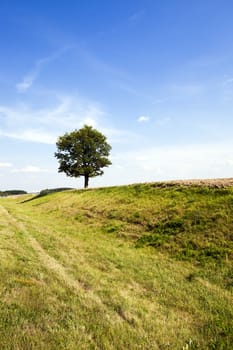 tree in the field - agricultural field