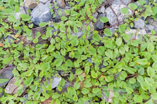 Green leaves and stone background