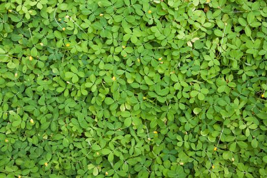 Green leaves wall background