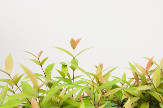 Green leaves plant on wall