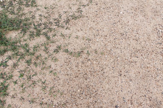 green plant on sand texture background