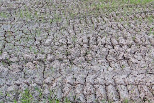 Land with dry cracked ground