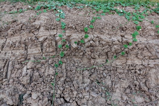 Plant in dried cracked mud