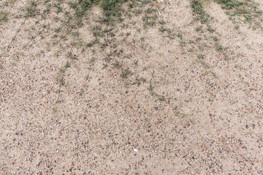 Plant in Sand texture