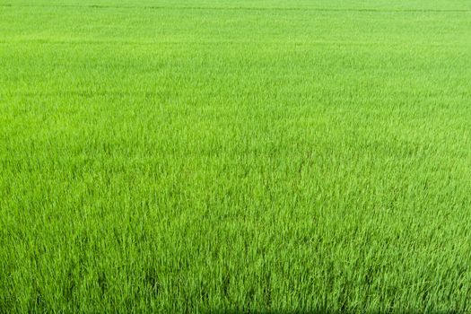 Rice field green grass farming fresh background texture