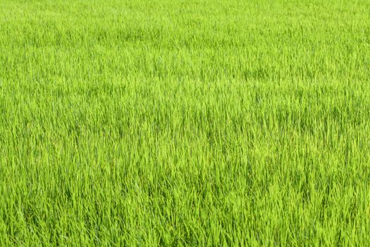 Rice field green grass