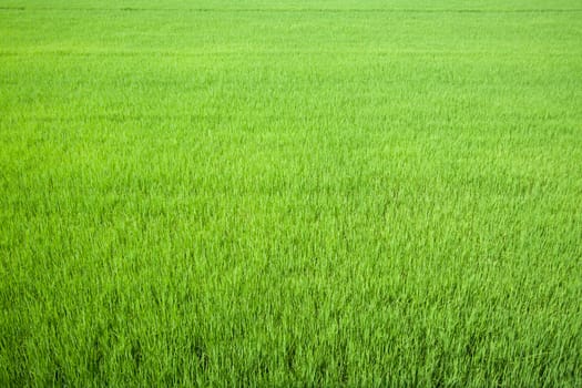 Rice field green grass farming fresh.
