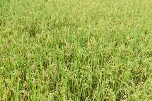 Rice field