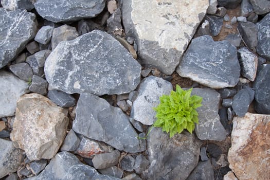 Rocks stone and green plant