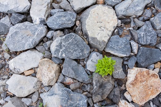 Rocks stone and green plant