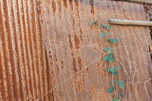 Rusted texture and green leaves